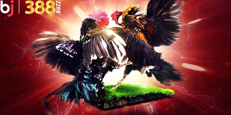 Vì sao có người nghi ngờ việc Bj388 có uy tín không