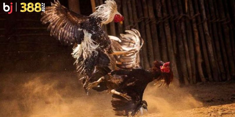 Sơ lược về đá gà BJ388