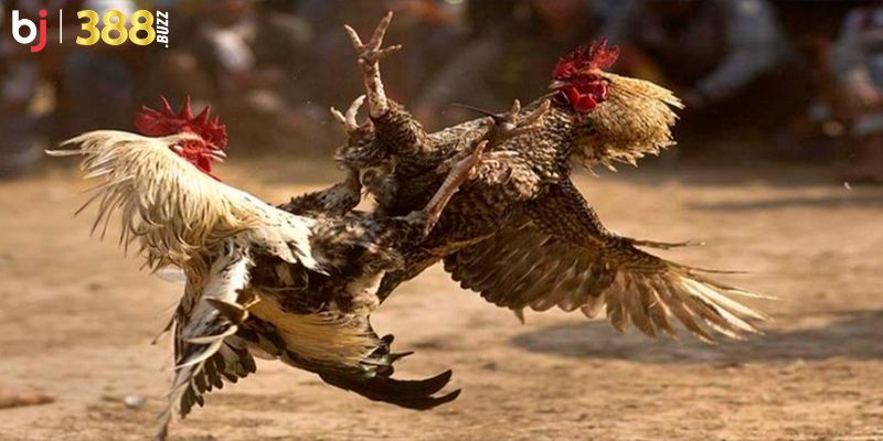 Các loại hình phổ biến tại sảnh đá gà