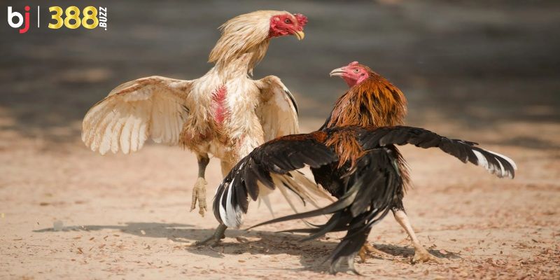 Bật mí kinh nghiệm chinh phục sảnh đá gà